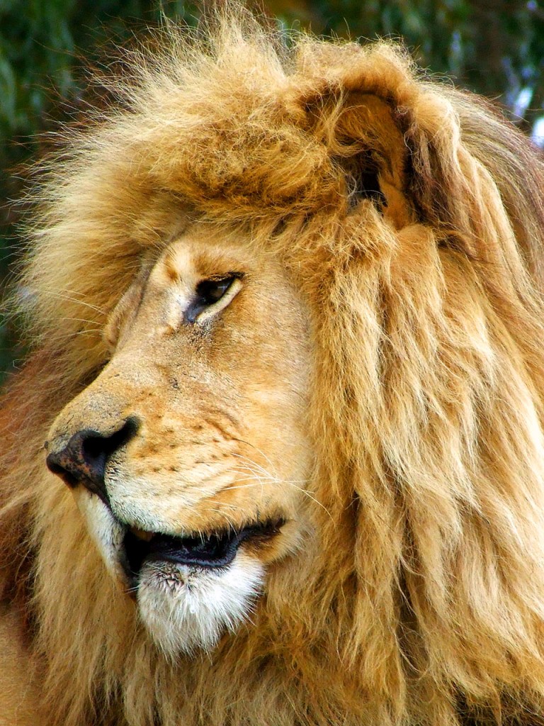 lion profile