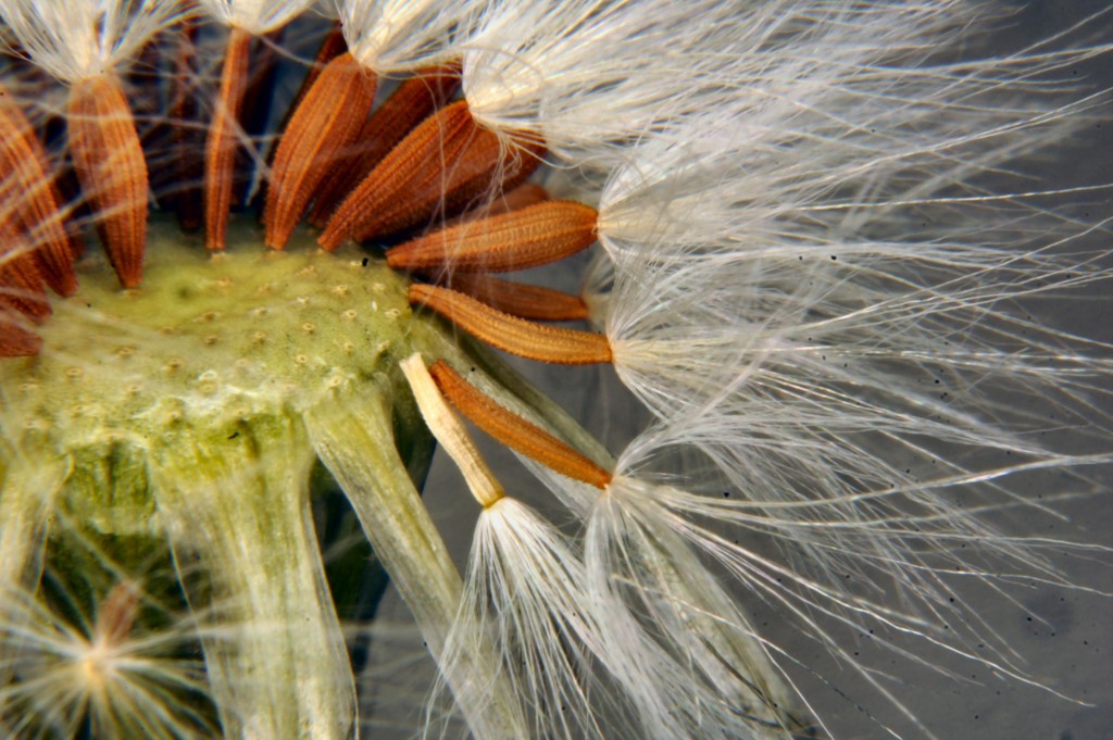 dandelion-morguefile